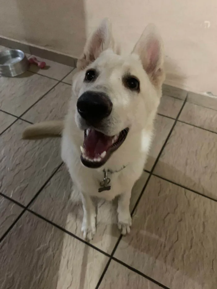 Cachorro ra a Pastor alemão  idade 2 a 6 meses nome Thor