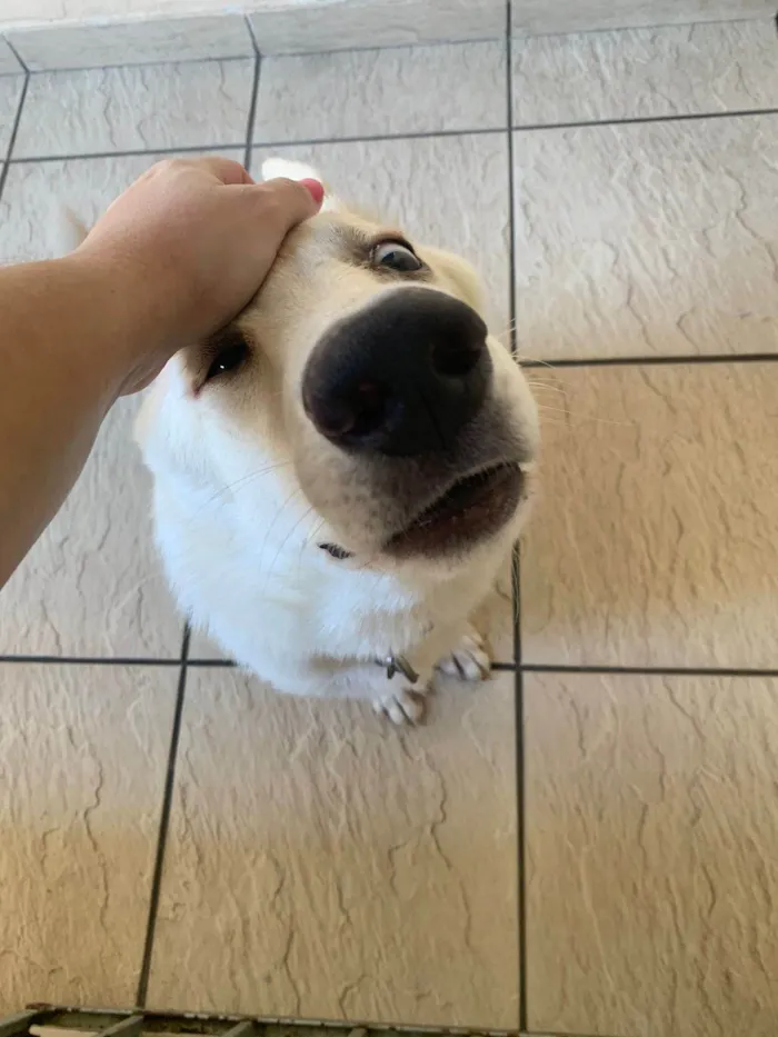 Cachorro ra a Pastor alemão  idade 2 a 6 meses nome Thor