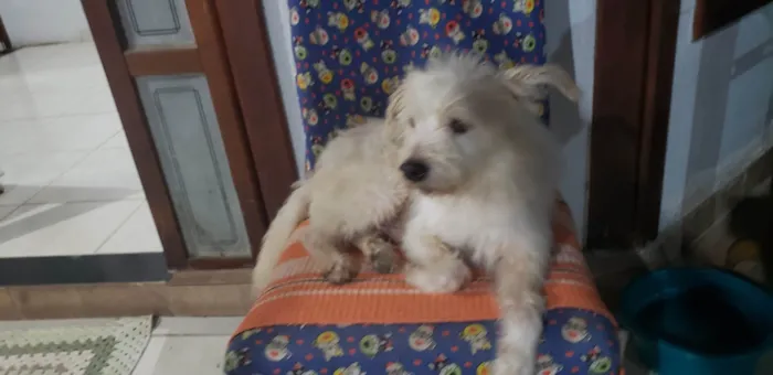 Cachorro ra a Srd idade 2 anos nome JOÃO FELIPE