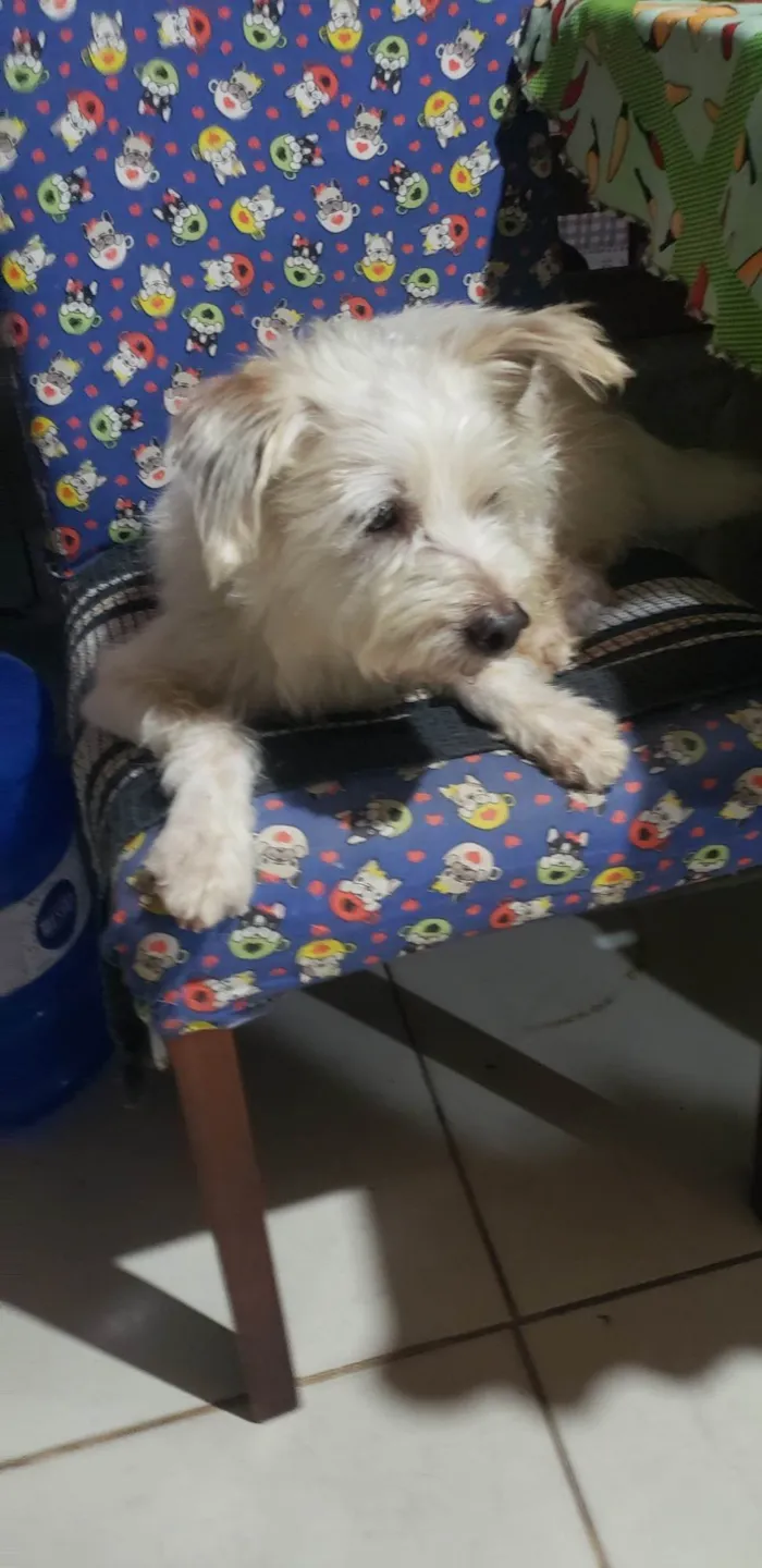 Cachorro ra a Srd idade 2 anos nome JOÃO FELIPE