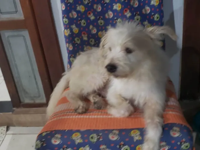 Cachorro ra a Srd idade 2 anos nome JOÃO FELIPE