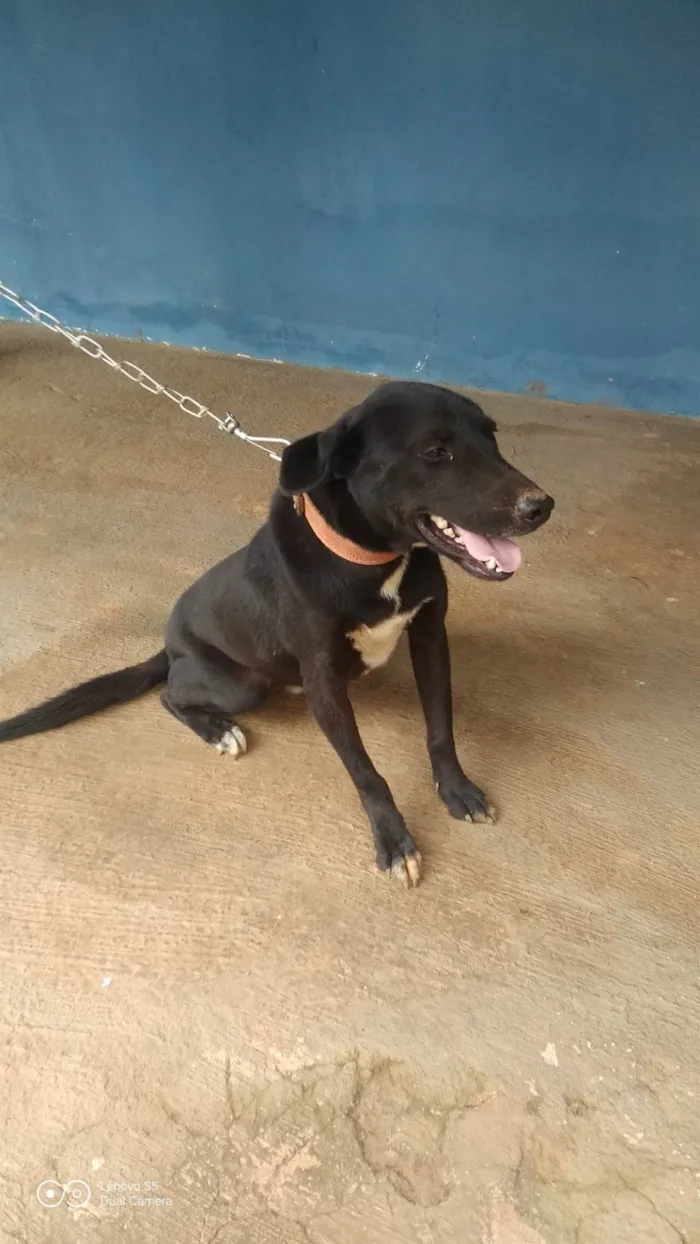 Cachorro ra a SRD-ViraLata idade 3 anos nome Jurandir 