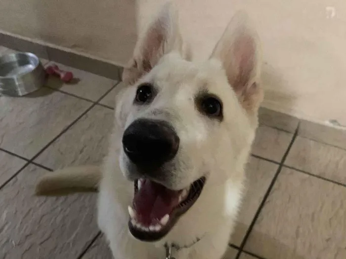 Cachorro ra a Pastor alemão  idade 2 a 6 meses nome Thor