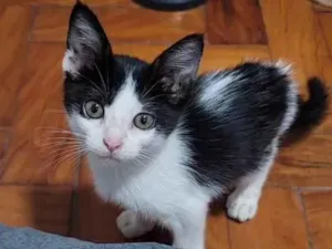 Gato raça SRD-ViraLata idade Abaixo de 2 meses nome Mia