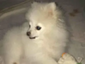 Cachorro raça Spitz idade 2 a 6 meses nome Nick