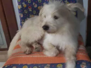 Cachorro raça Srd idade 2 anos nome JOÃO FELIPE