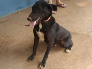 Cachorro raça SRD-ViraLata idade 3 anos nome Jurandir 