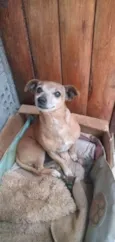 Caramelo
