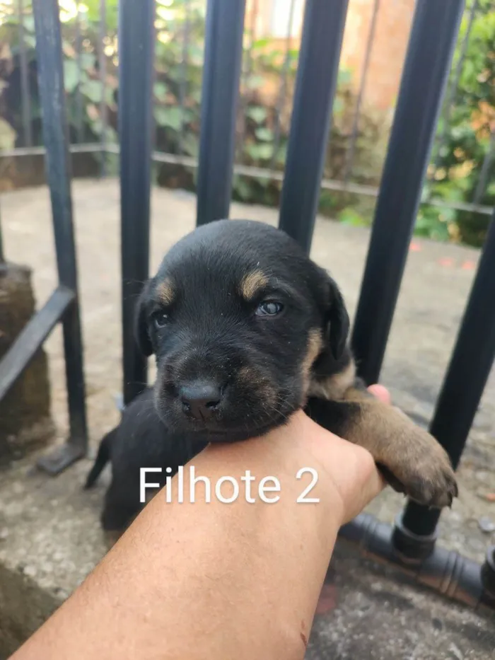 Cachorro ra a Labrador  idade Abaixo de 2 meses nome Você dá o nome!!