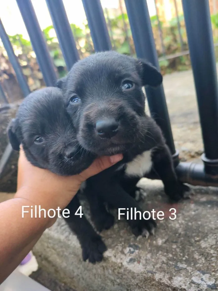 Cachorro ra a Labrador  idade Abaixo de 2 meses nome Você dá o nome!!
