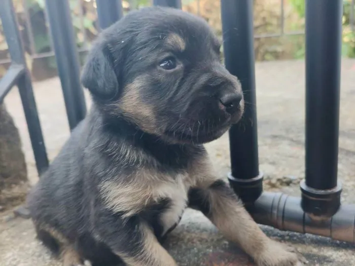 Cachorro ra a Labrador  idade Abaixo de 2 meses nome Você dá o nome!!