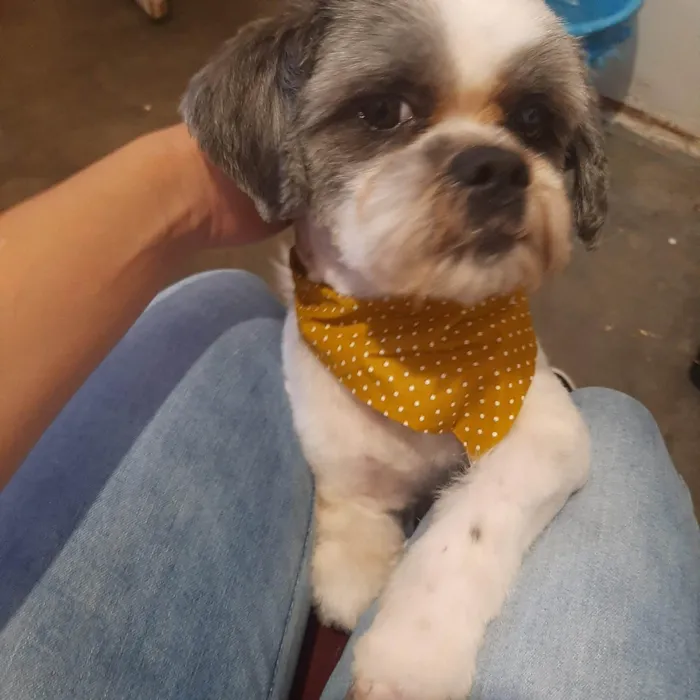 Cachorro ra a Shitzu idade 4 anos nome Cristal / floquinho 