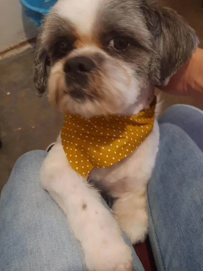 Cachorro ra a Shitzu idade 4 anos nome Cristal / floquinho 
