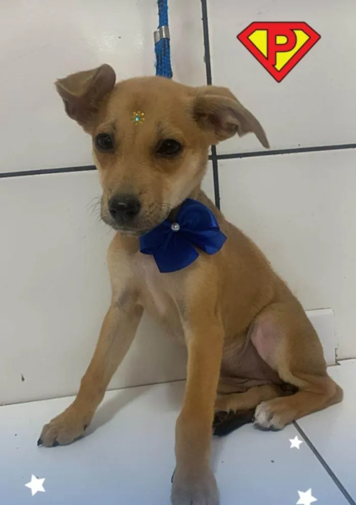 Cachorro ra a SRD-ViraLata idade 2 a 6 meses nome Pandora