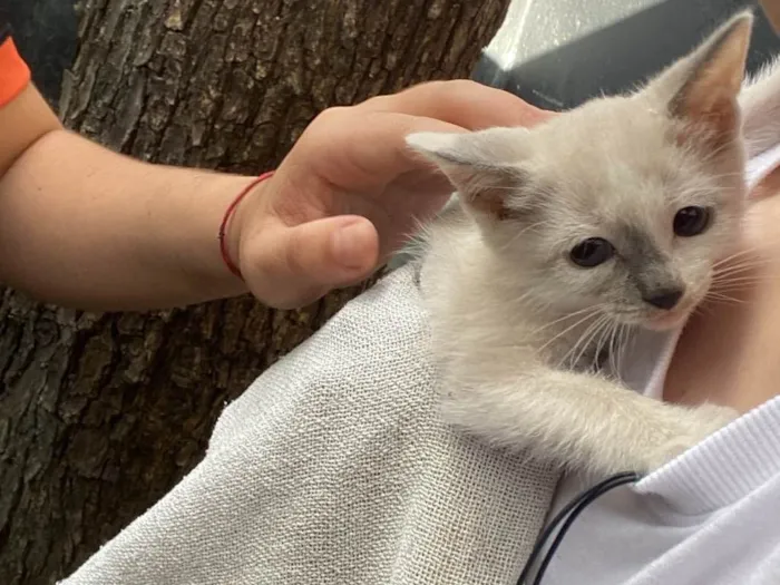 Gato ra a SRD-ViraLata idade Abaixo de 2 meses nome Agata