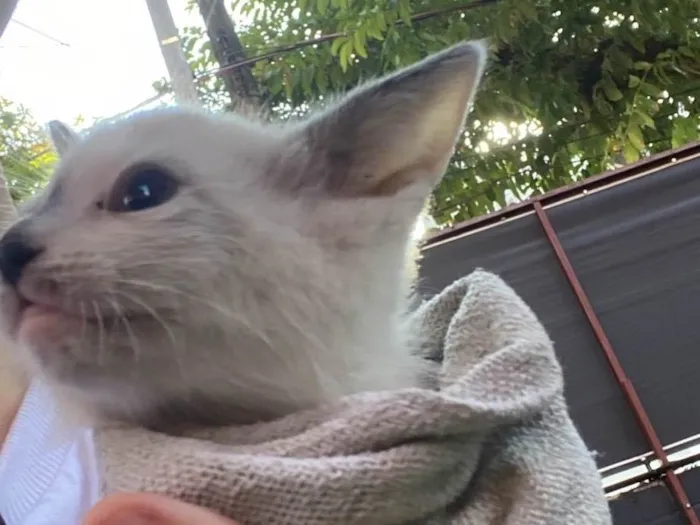 Gato ra a SRD-ViraLata idade Abaixo de 2 meses nome Agata