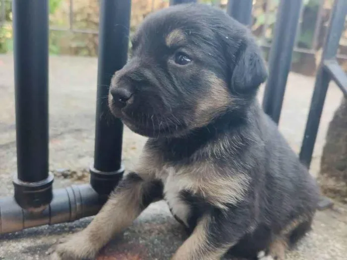 Cachorro ra a Labrador  idade Abaixo de 2 meses nome Você dá o nome!!