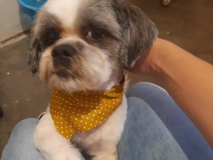 Cachorro ra a Shitzu idade 4 anos nome Cristal / floquinho 