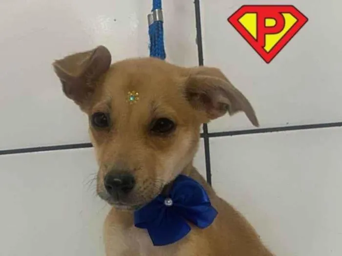 Cachorro ra a SRD-ViraLata idade 2 a 6 meses nome Pandora