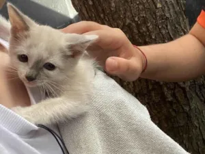 Gato raça SRD-ViraLata idade Abaixo de 2 meses nome Agata