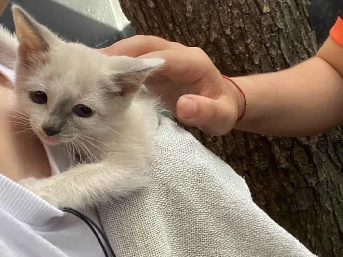Gato ra a SRD-ViraLata idade Abaixo de 2 meses nome Agata