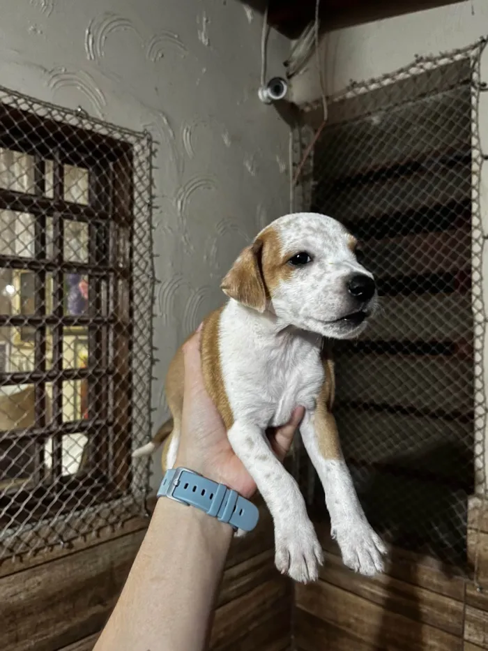Cachorro ra a SRD-ViraLata idade Abaixo de 2 meses nome Bob