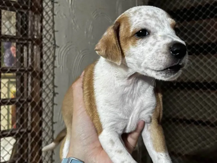Cachorro ra a SRD-ViraLata idade Abaixo de 2 meses nome Bob