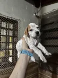 Marley