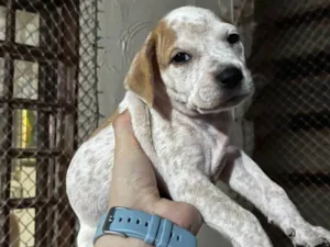 Cachorro raça SRD-ViraLata idade Abaixo de 2 meses nome Marley