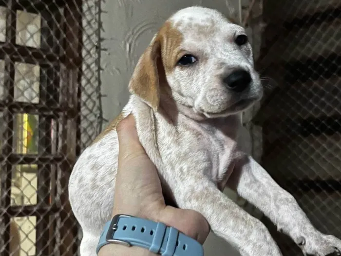 Cachorro ra a SRD-ViraLata idade Abaixo de 2 meses nome Marley