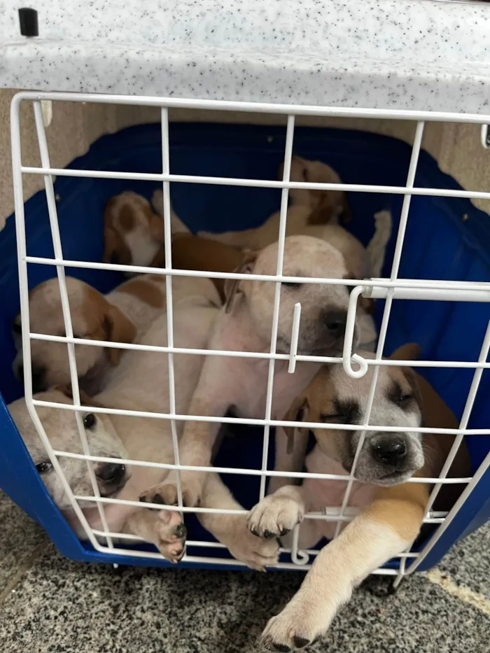 Cachorro ra a SRD-ViraLata idade Abaixo de 2 meses nome Maria