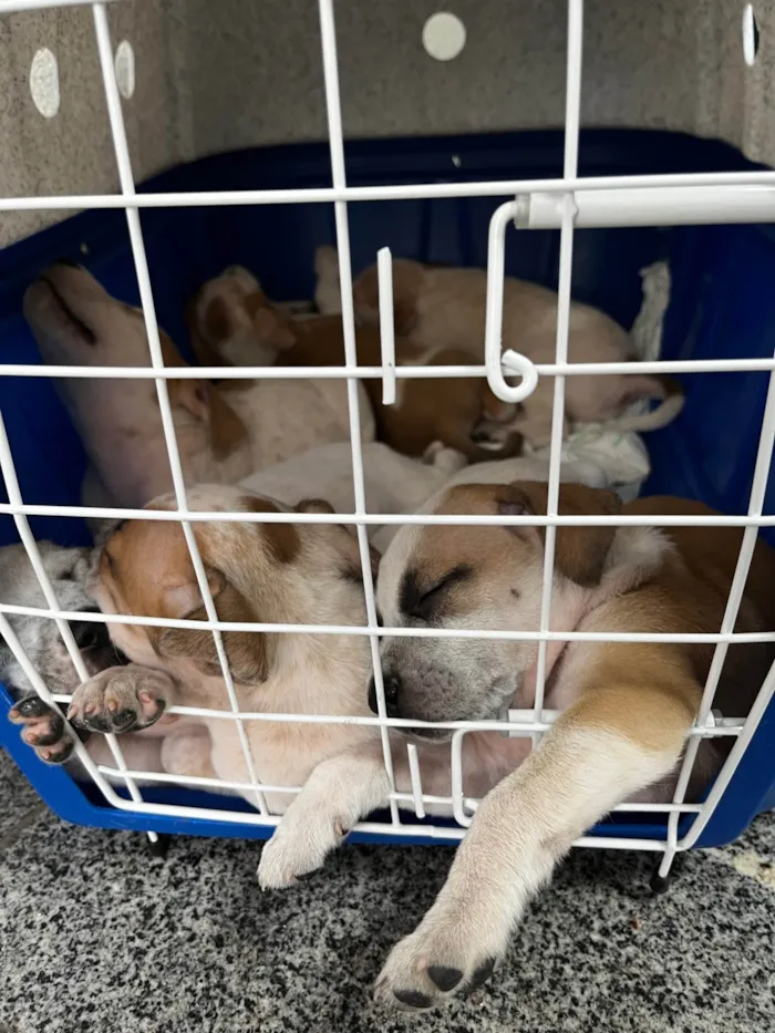 Cachorro ra a SRD-ViraLata idade Abaixo de 2 meses nome Maria