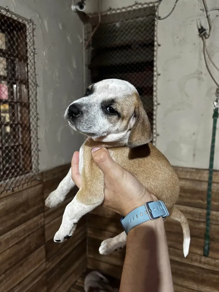 Cachorro ra a SRD-ViraLata idade Abaixo de 2 meses nome Maria
