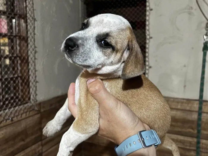 Cachorro ra a SRD-ViraLata idade Abaixo de 2 meses nome Maria
