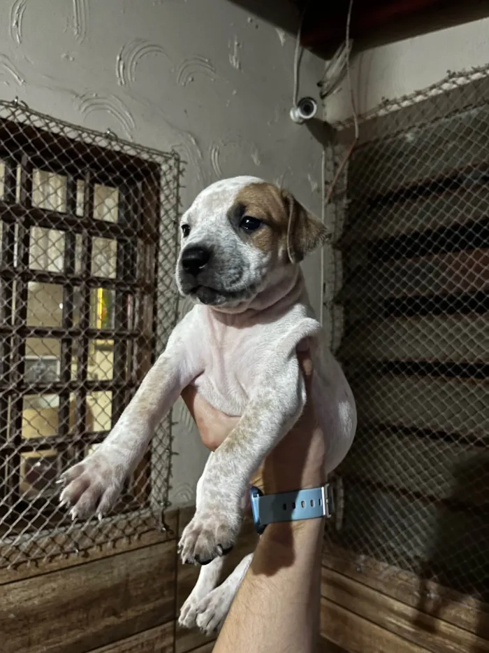 Cachorro ra a SRD-ViraLata idade Abaixo de 2 meses nome Luiza
