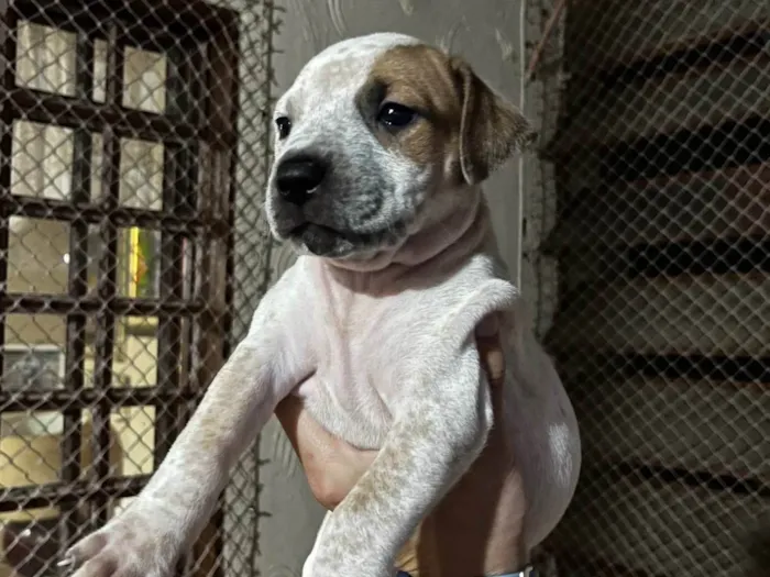 Cachorro ra a SRD-ViraLata idade Abaixo de 2 meses nome Luiza