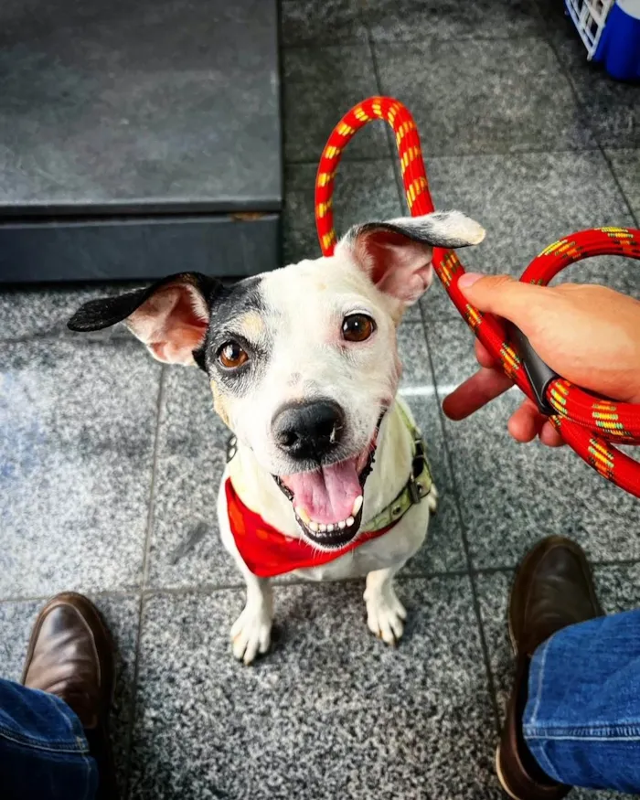 Cachorro ra a SRD-ViraLata idade 3 anos nome Lua Moon