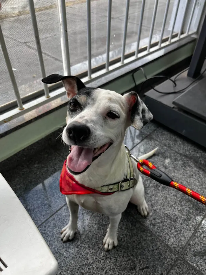 Cachorro ra a SRD-ViraLata idade 3 anos nome Lua Moon