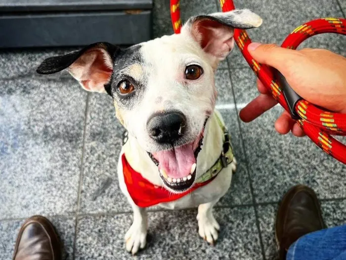Cachorro ra a SRD-ViraLata idade 3 anos nome Lua Moon