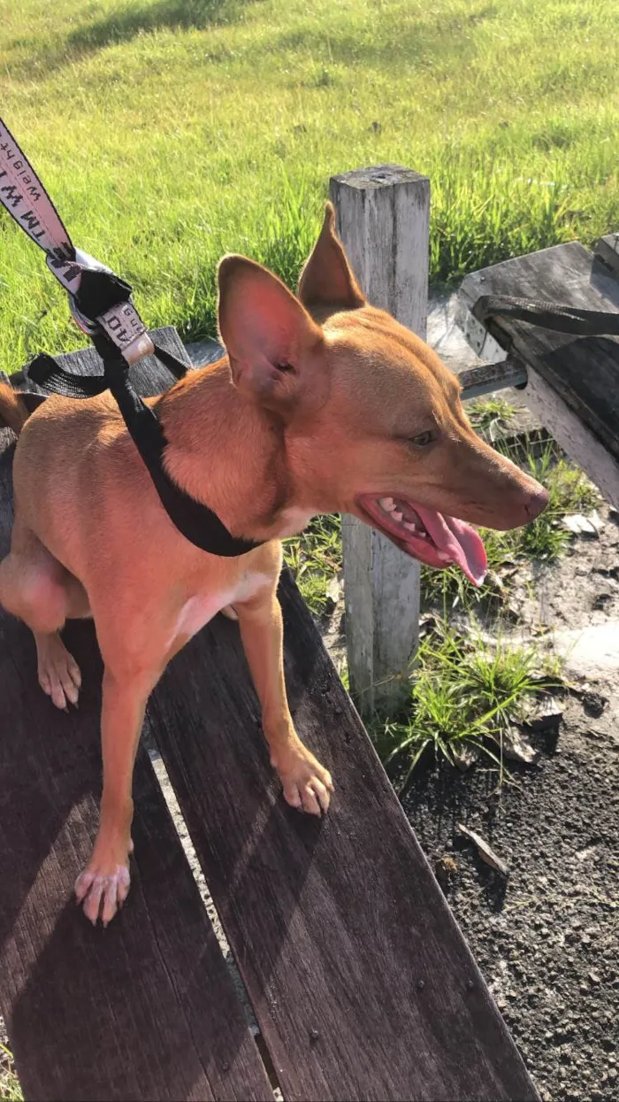 Cachorro ra a SRD-ViraLata idade 1 ano nome Sem nome