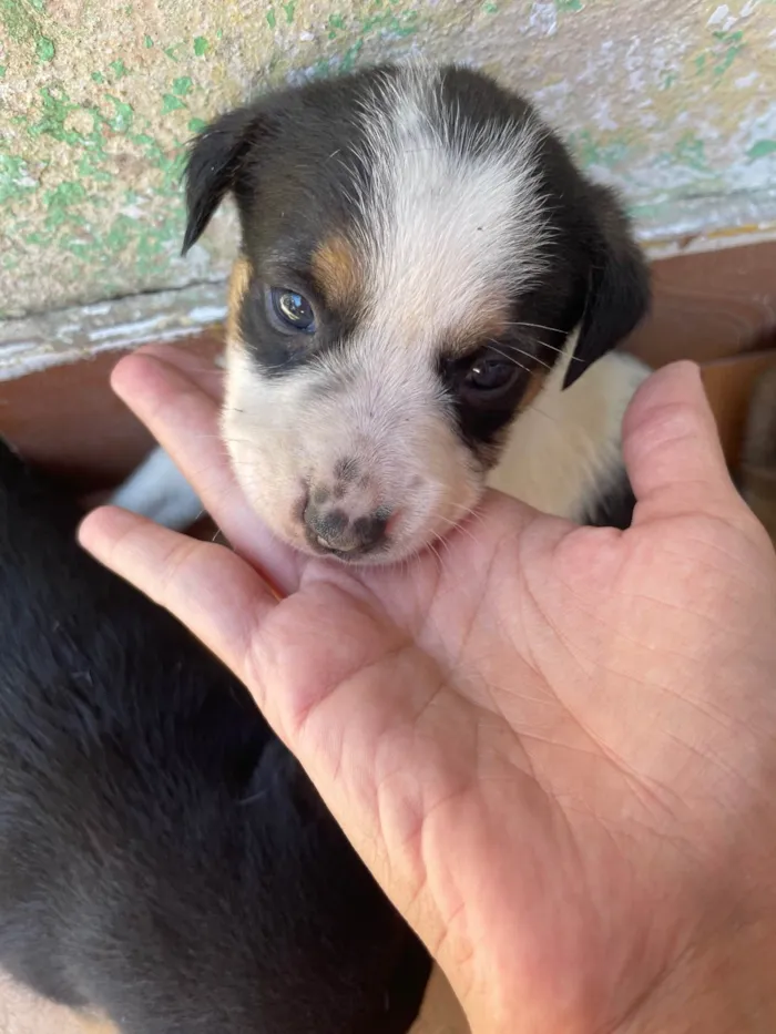 Cachorro ra a SRD-ViraLata idade Abaixo de 2 meses nome -