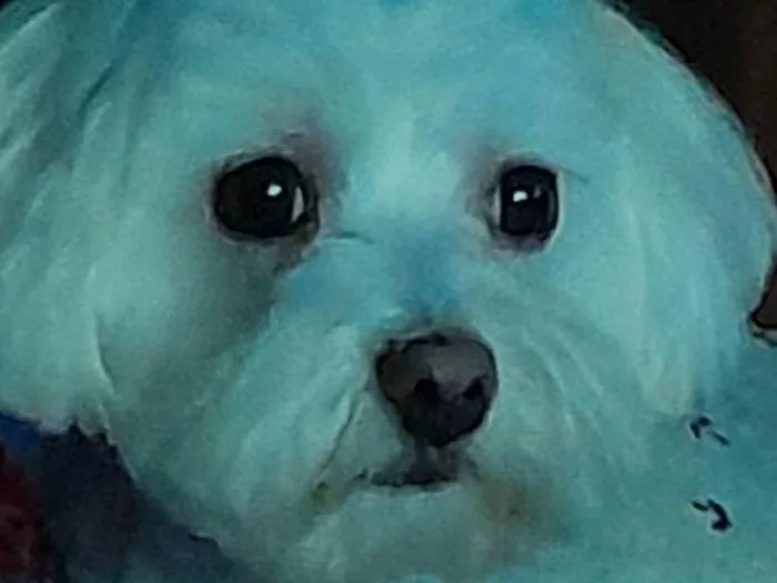 Cachorro ra a Maltês idade 2 anos nome Bob