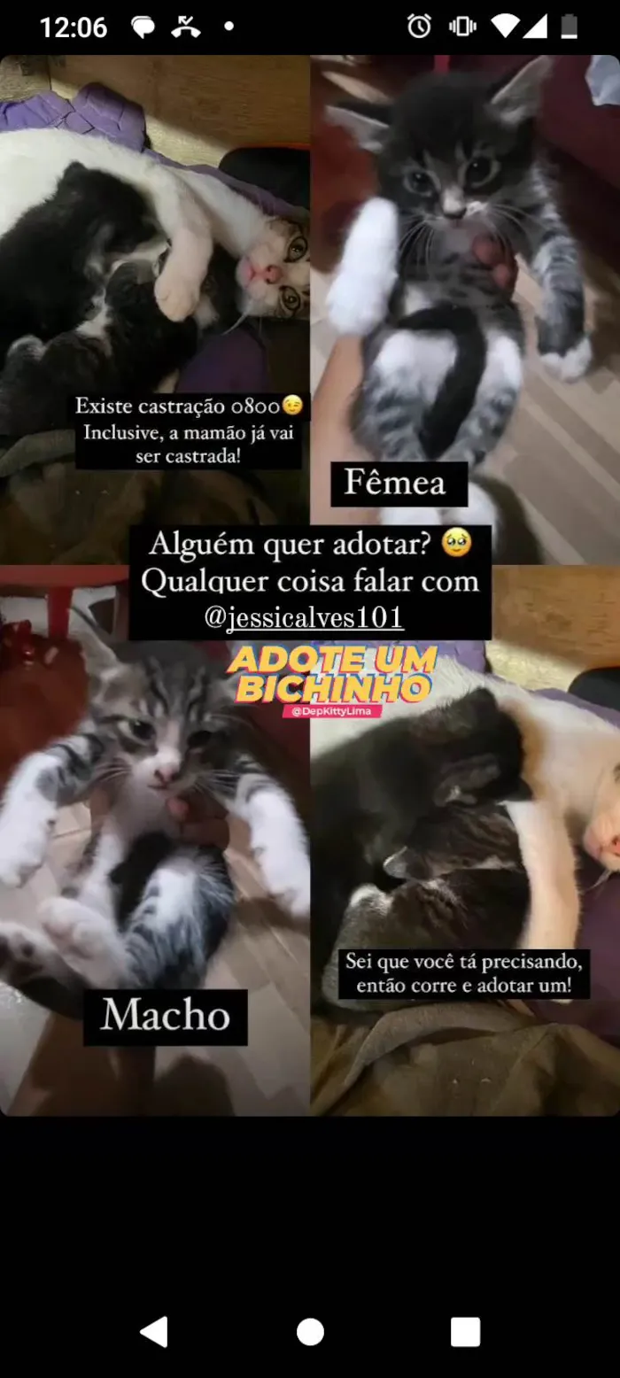 Gato ra a  idade Abaixo de 2 meses nome Ainda não tem nome