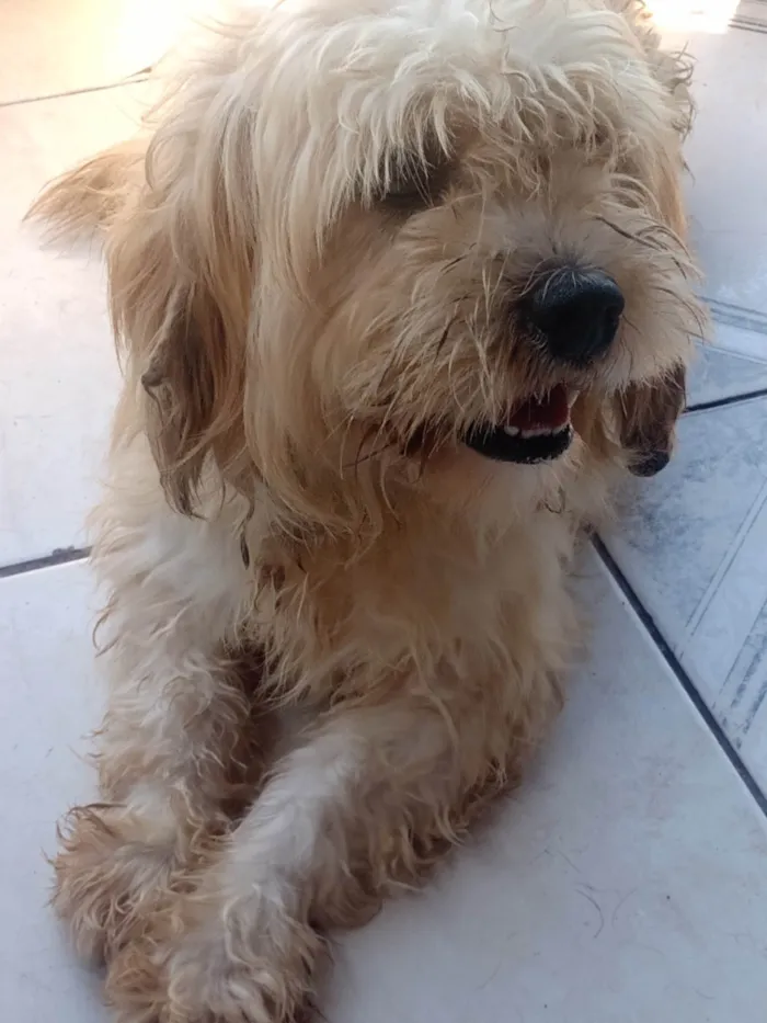 Cachorro ra a Indefinida  idade 3 anos nome Apolo 