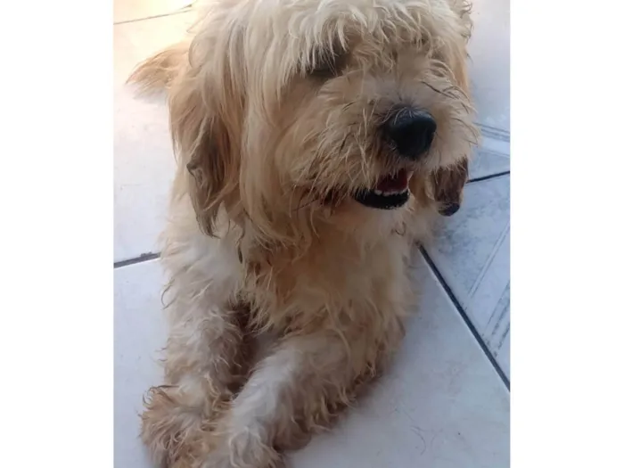 Cachorro ra a Indefinida  idade 3 anos nome Apolo 