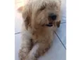 Apolo