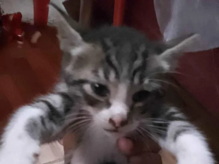 Gato ra a  idade Abaixo de 2 meses nome Ainda não tem nome