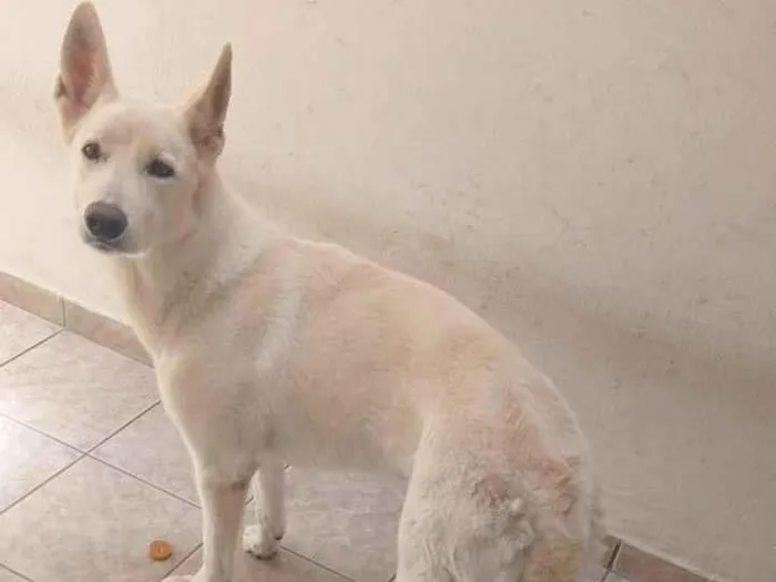 Cachorro ra a Pastor suíço  idade 3 anos nome Julie