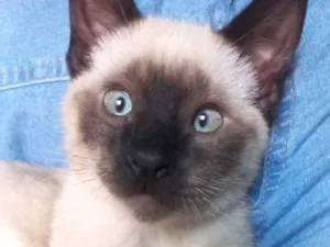 Gato raça Siamês  idade 2 a 6 meses nome Boris