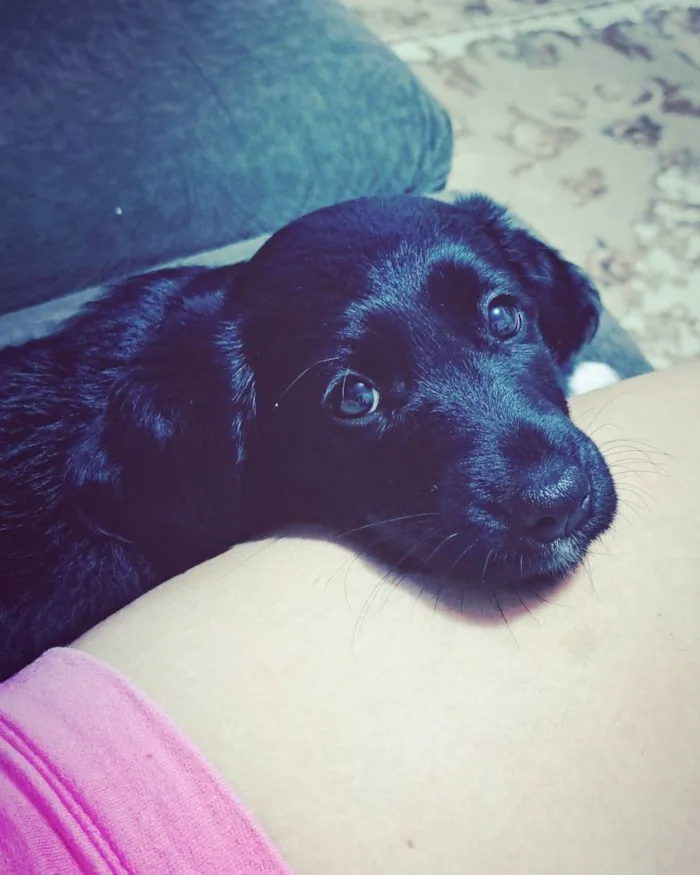 Cachorro ra a Labrador idade 2 a 6 meses nome Maya 